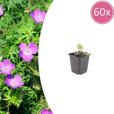 Zdjęcie produktu dla Geranium sanguineum | 60 sztuk - 10-25cm - Ø9cm - Roślina ogrodowa