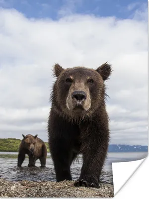 Produktbild von MuchoWow® Poster Bär - Küste - Wasser 60x80 cm - Schlafzimmer Dekoration
