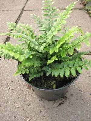 Produktbild von Glanz - Schildfarn Scuta - Polystichum aculeatum