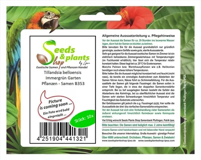 Produktbild von 10x Tillandsia belloensis Immergrün Garten Pflanzen - Samen B353