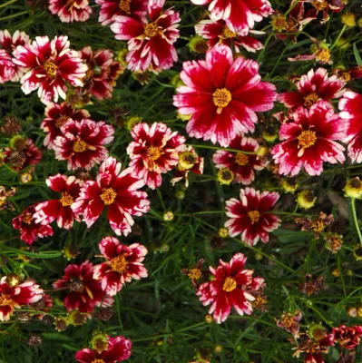 Obrázek produktu pro 6 x Coreopsis 'Ruby Frost' | Topf 9cm x 9cm
