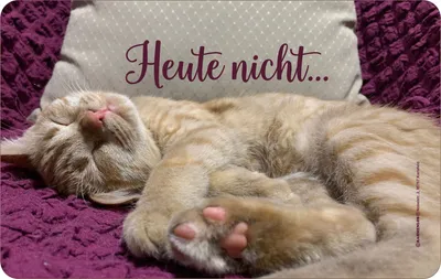 Image de Chat - Planche à déjeuner - pas aujourd'hui