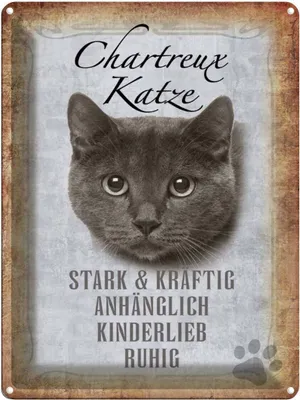 Produktbild von vianmo Blechschild 40x30 cm Chartreux Katze stark