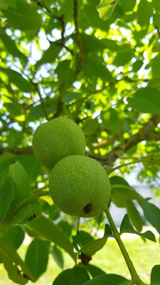 Image de Juglans regia / Noyer Commun