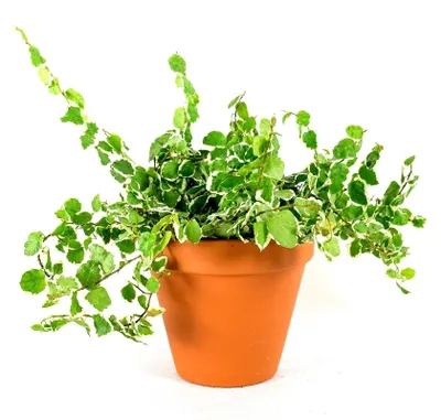Obrázok produktu pre Gardners Ficus pumila variegata, priemer 6 cm