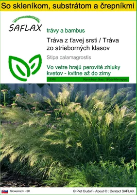 Obrázok produktu pre SAFLAX Kultivačný set - Tráva z ťavej srsti / Tráva zo strieborných klasov - Stipa calamagrostis - 50 Semená - S mini skleníkom, pestovateľským substrátom a 2 črepníkmi