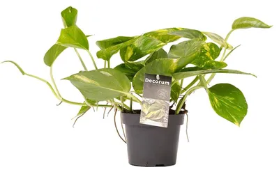 Productafbeelding van JUNAVERA Epipremnum aureum | drakenklimop terrariumplant en kamerplant | 8 cm pot | 15 cm hoog