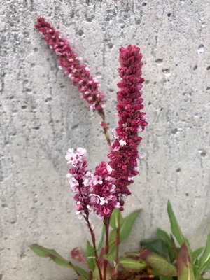 Zdjęcie produktu dla 6 x Persicaria affinis 'Superba' - rdestowiec ostrokończysty - doniczka 9x9 cm