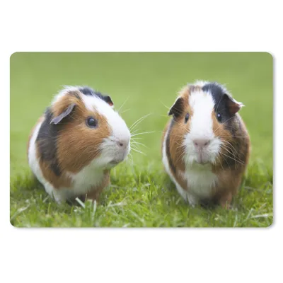 Produktbild von MuchoWow® Mauspad Mousepad Zwei Meerschweinchen 27x18 cm - Mousepads - Maus Mat - Pad - Mausunterlage - Büroartikel - Desk Matten