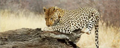 Produktbild von Wallario Poster - Leopard auf Baumstamm in Afrika, Kunstdruck Größe: 50 x 125 cm