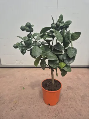 Zdjęcie produktu dla Drzewko pomarańczowe 50-60 cm w doniczce - dekoracyjna roślina cytrusowa na balkon, taras i do salonu