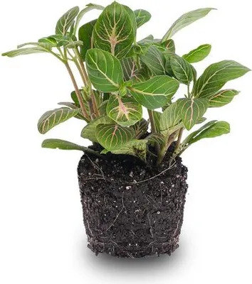 Productafbeelding van Fittonia Joly Josan Mosaikpflanze kamerplant Terrarienpflanze huis kantoor groen