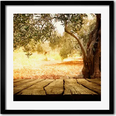 Produktbild von Bild - 50 cm x 50 cm - MDF - Rahmen, Wandkunst - Olivenbaum