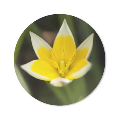 Produktbild von MuchoWow® Mauspad Mousepad Blume - Garten - Gelb 20x20 cm - Mousepads - Maus Mat - Pad - Mausunterlage - Schreibtischmatte