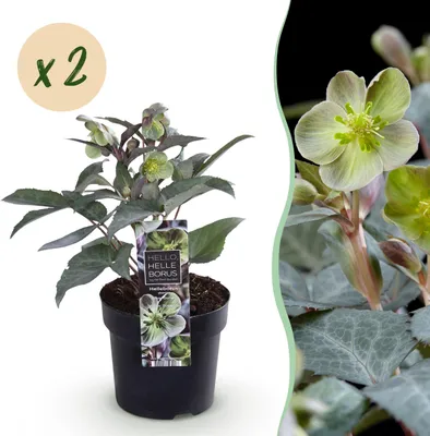Productafbeelding van Helleborus sternii Silver Dollar - Groene  Bloem -2 Planten- Groenblijvend - 25-35cm - Ø14cm - Tuinplant