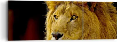 Produktbild von Bild auf Leinwand - Leinwandbild - Löwe Tiere Tierwelt - 90x30cm - Wand Bild - Wanddeko - Wandbilder - Leinwanddruck - Bilder - Kunstdruck - Wanddekoration - Leinwand bilder - Wandkunst - CA90x30-1237