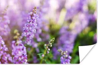 Produktbild von MuchoWow® Poster Nahaufnahme von ganzem Lavendel in einem Feld 30x20 cm - Plakate - Print