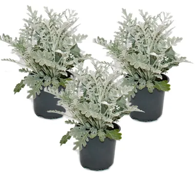 Immagine prodotto di Senecio maritima "Silberblatt": pianta ornamentale con foglie argentate. Set da 3 piante, vaso da 11 cm