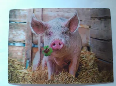 Produktbild von 3 D Ansichtskarte Schwein, Glücksbringer, Postkarte Wackelkarte Hologrammkarte, Ferkel, Tier
