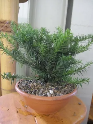 Produktbild von Taxus baccata Repandens - Kisseneibe-Tafeleibe Repandens 20-25
