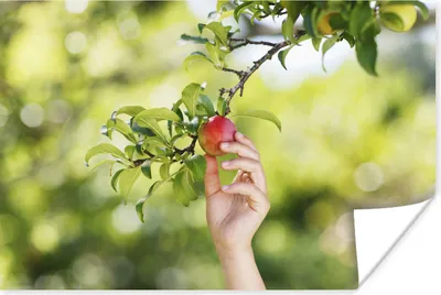 Produktbild von MuchoWow® Poster Obstbäume - Gemüsegarten - Apfel 180x120 cm - Fotoplakat