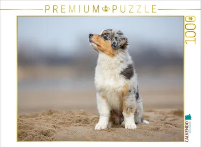 Produktbild von CALVENDO Puzzle Australian Shepherd Welpe am Strand | 1000 Teile Lege-Größe 64x48cm Foto-Puzzle für glückliche Stunden