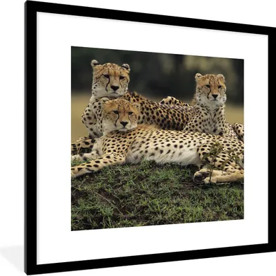 Produktbild von MuchoWow® Gerahmtes Poster Drei Geparden in der Savanne 40x40 cm - Poster mit Schwarzem Bilderrahmen Wandposter Rahmen Foto Bilder - Poster - Plakat im Rahmen