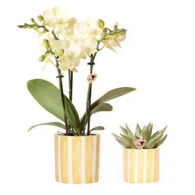 Produktbild von Kolibri Orchids | Set aus gelber Orchidee Mexico und Sukkulente im Painted Stripe Ziertopf - Topfgröße Ø9cm & Ø6cm | blühende Zimmerpflanze - frisch vom Züchter