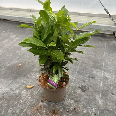 Obrázok produktu pre Prunus laur. Genolia®  ('Mariblon' PBR) – vavrínový čerešňovník | 50–60 cm v črepníku