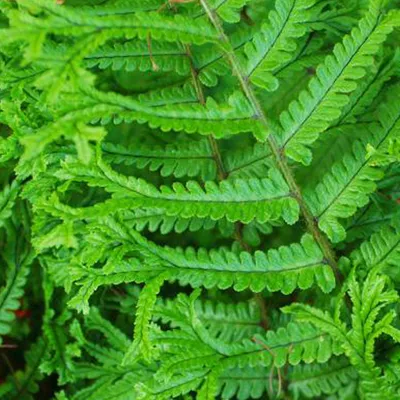 Produktbild von 6 x Goldschuppenfarn - Dryopteris affinis  | Topf 9cm x 9cm