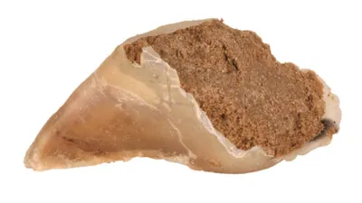 Productafbeelding van Trixie Rundvleeshoef gevuld met vleespasta, 115g