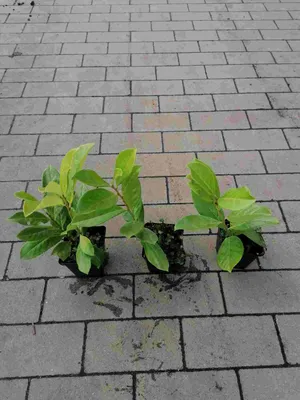 Immagine prodotto di Lauroceraso 'Novita' 30-50 cm - 1 Pflanze - Prunus laurocerasus 'Novita' - Topfgewachsen