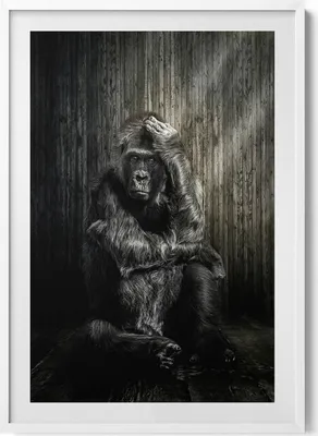 Produktbild von Affe hockt im Schatten– Wandbild mit Rahmen – Gerahmtes Bild  – Wanddekoration – 70x100 cm –  Weiß Rahmen