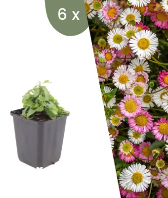 Produktbild von Plants by Frank | 6 Mexikanisches Berufkraut Pflanzen | Erigeron Karvinskianus | Bodendecker | Winterhart | Mehrjährig | Gartenpflanzen