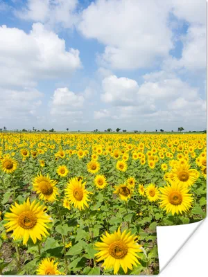 Produktbild von MuchoWow® Poster Sonnenblumen - Blumen - Wolken - Natur - Gelb - Landschaft 120x160 cm - Wandbilder