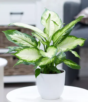 Produktbild von BALDUR Garten 1x Dieffenbachie Camilla, Pflanze im 12 cm-Topf, Dieffenbachia maculata, luftreinigende Zimmerpflanze, unterstützt das Raumklima, Grünpflanze, mehrjährig - frostfrei halten