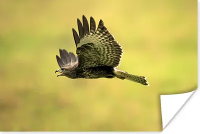 Produktbild von MuchoWow® Poster Ein Foto von einem tief fliegenden Bussard 90x60 cm - Schlafzimmer