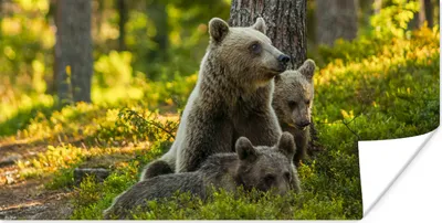 Produktbild von MuchoWow® Poster Bär - Braun - Wald 120x60 cm - Bild
