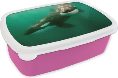Produktbild von KitchenYeah® Lunchbox Brotzeit Brotdose 17x11 cm Zwei Orcas im Wasser Kinder Brotzeitdose - Lunchpaket - Brotkasten  - Sandwich Box