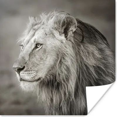 Produktbild von MuchoWow® Poster Löwe - Wilde Tiere - Schwarz 75x75 cm - Wand Dekoration