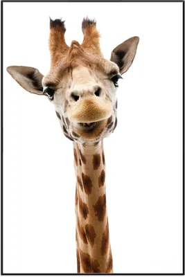 Produktbild von Wallario Wandbild Giraffenkopf, Größe: 61 x 91,50 cm, Poster mit schwarzem Aluminiumrahmen