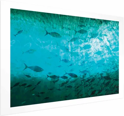 Produktbild von Posterpapier Poster - Group of Dark Fish 30x21 cm Tiere g-C-10160-ao-a