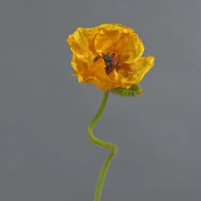 Produktbild von artplants.de Kunstblume Mohnblume ANKANG, orange-gelb, 70 cm - Künstlicher Blumenzweig