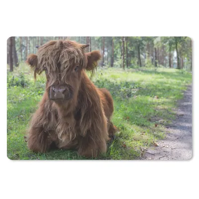 Produktbild von MuchoWow® Schreibtischunterlage Schottischer Highlander - Kröte - Tiere 60x40 cm - XXL Mauspad - Großes Mauspad