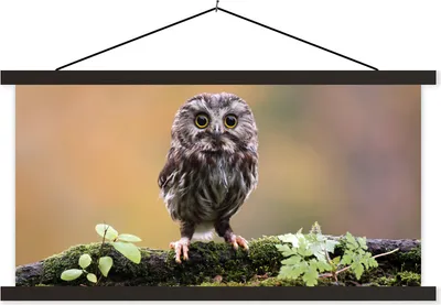 Produktbild von MuchoWow® Textilposter Steinkauz 150x75 cm mit schwarzem Rahmen - Posterleiste