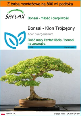 Zdjęcie produktu dla SAFLAX - Garden in the bag - Bonsai - Klon Trójzębny - 30 Nasiona - Z podłożem uprawowym w praktycznej, samorozkładającej się torbie - Acer buergerianum