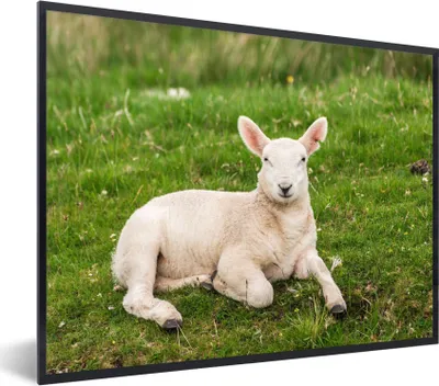 Produktbild von MuchoWow® Gerahmtes Poster Schafe - Tiere - Lamm 80x60 cm - Poster mit Schwarzem Bilderrahmen Wandposter Rahmen Foto Bilder - Schwarzem - Mit Gestell