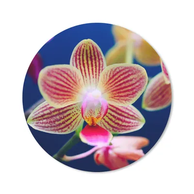 Produktbild von MuchoWow® Mauspad Mousepad Von Orchidee 50x50 cm - Mousepads - Maus Mat - Pad - Mausunterlage - Vinyl