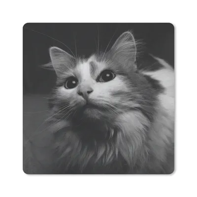 Produktbild von MuchoWow® Mauspad Mousepad Tierprofil Katze in schwarz und weiß 20x20 cm - Mousepads - Maus Mat - Pad - Mausunterlage - Desk Mat - Bureauartikeln