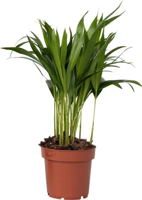 Produktbild von Goldfruchtpalme - Dypsis lutescens - Höhe 30-45cm - Pot 12cm